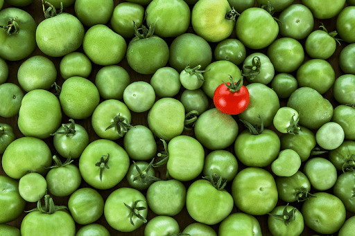 An image of a bunch of green tomatoes with one red tomato that stands out. This illustrates how your brain is likelier to notice and remember stimuli that stand out in isolation. This is an example of color psychology.