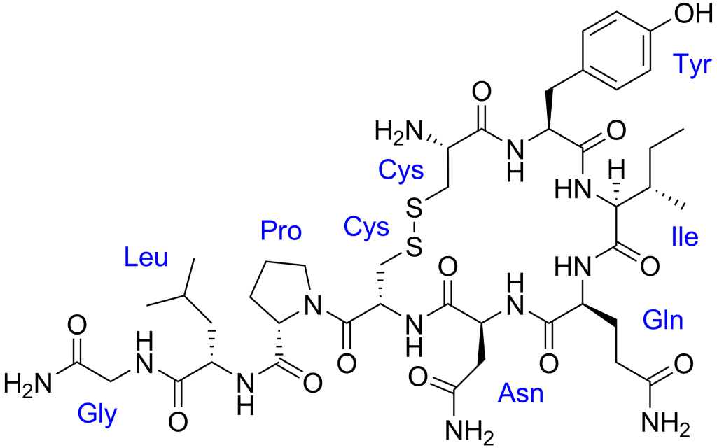 Oxytocin molecule