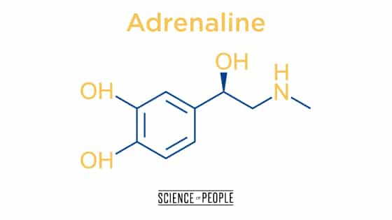 Adrenaline, the "fight or flight" hormone, causes our bodies to feel threatened when lonely.