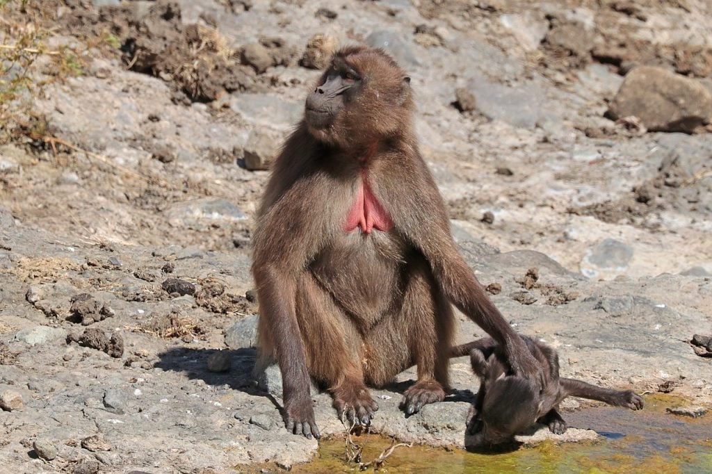 Gelada female with baby drinking water