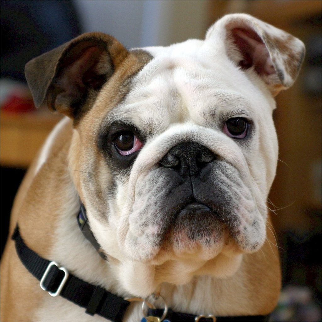 portrait of a bulldog