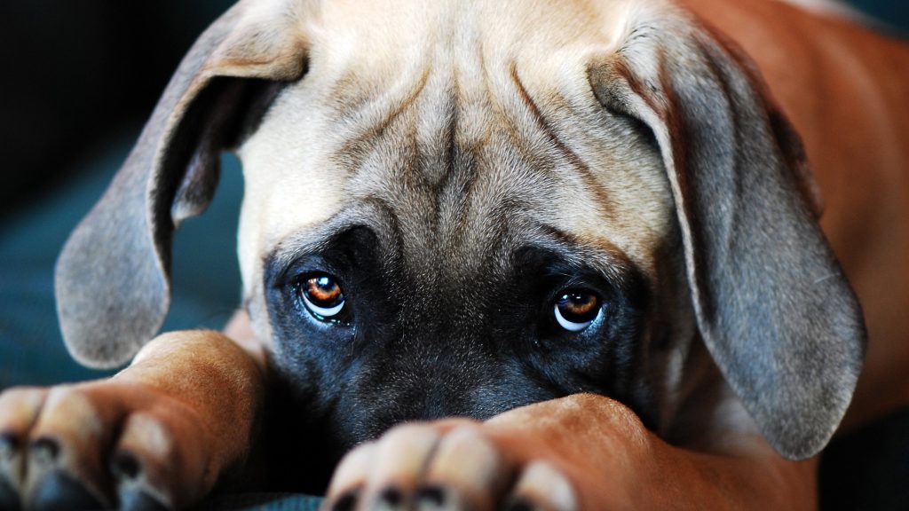 Dog with furrowed forehead