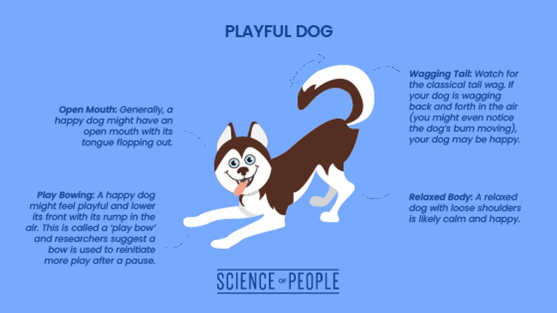 Playful dog body language cues