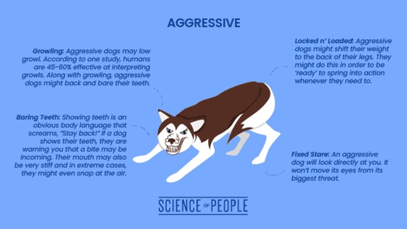 Aggressive body language cues body language