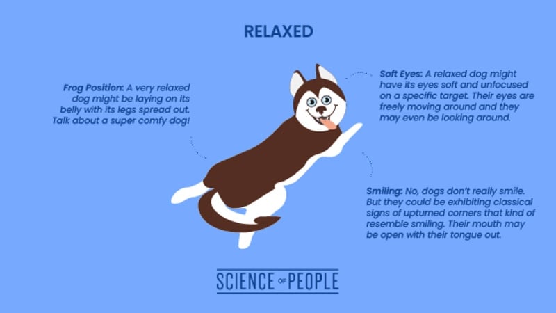 Relaxed dog body language cues