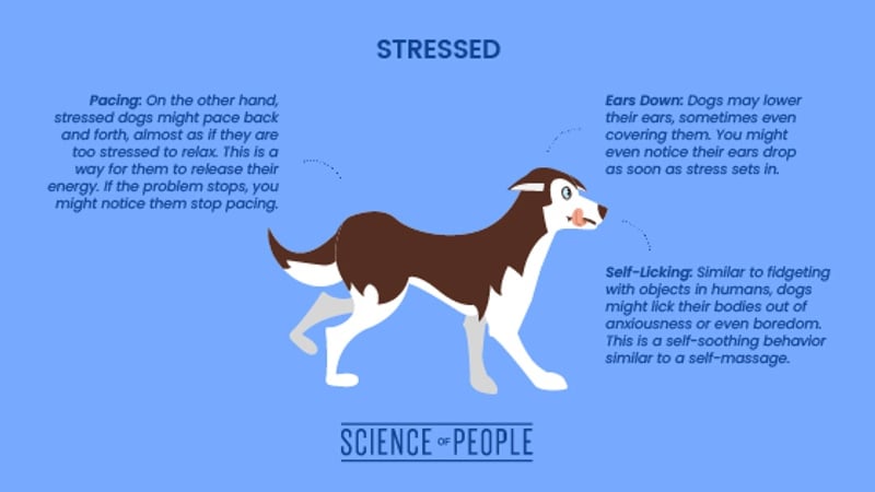 Stressed dog body language cues