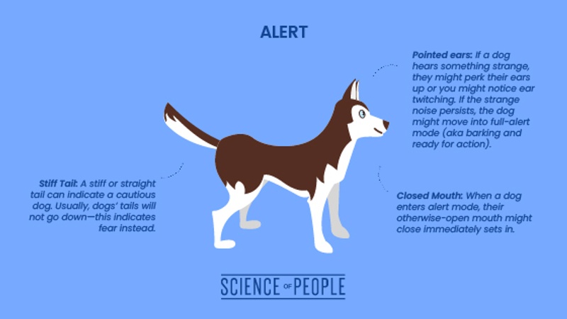 Alert dog body language cues