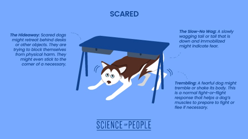 Scared dog body language cues