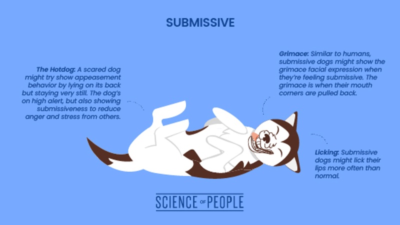 Submissive dog body language cues