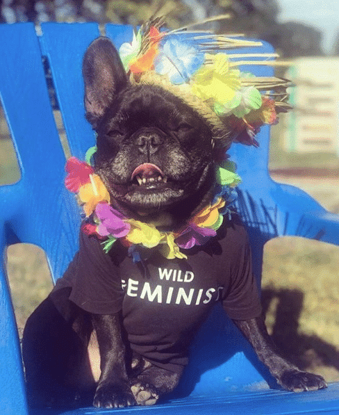 Wildfang dog image, wearing a black wild feminist shirt and colorful decorations