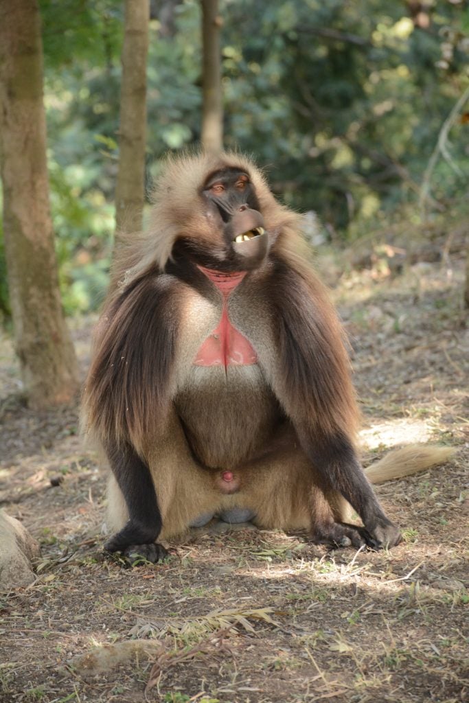 Gelada Baboon displaying her red chest to attract a male