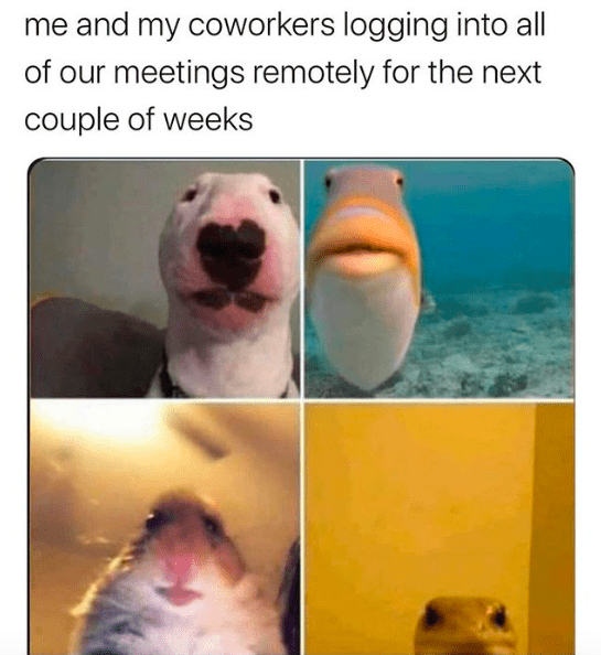 112 Funniest Coworker Memes Guaranteed To Make You Laugh 8 "me and my coworkers logging into all of our meetings remotely for the next couple of weeks"