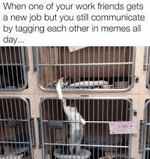 When one of your work friends gets a new job but you still communicate by tagging each other in memes all day...