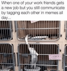 112 Funniest Coworker Memes Guaranteed To Make You Laugh 110 When one of your work friends gets a new job but you still communicate by tagging each other in memes all day...