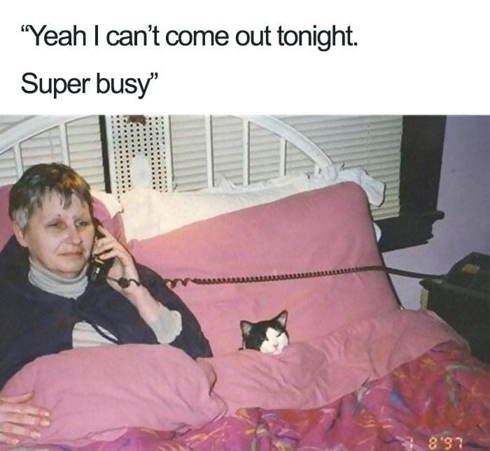 Meme with the text:

"Yeah I can't come out tonight. Super busy." But laying on the bed with a cat.