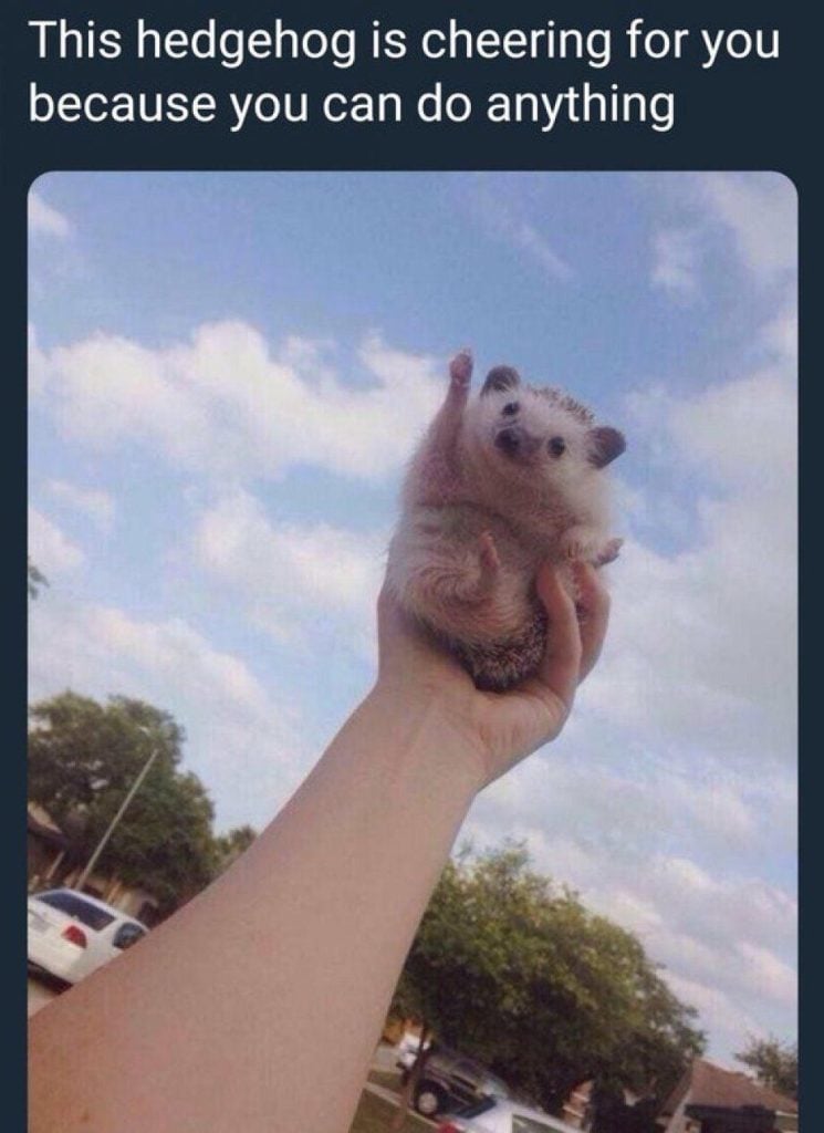 This hedgehog is cheering for you
because you can do anything meme