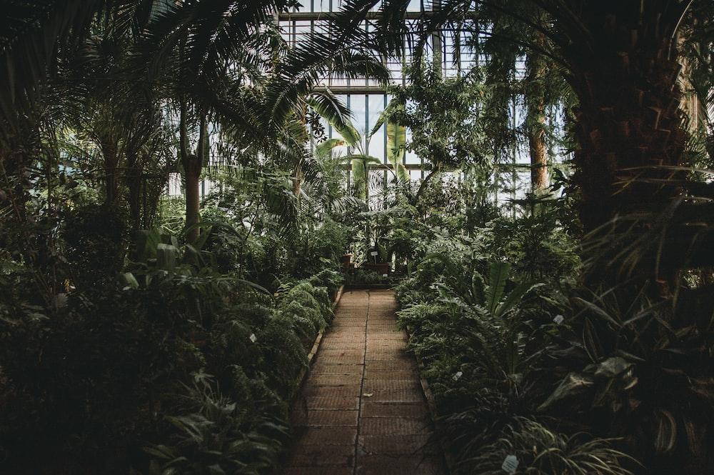 Greenhouse