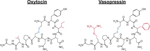 Molecular structures of the hormones oxytocin and vasopressin