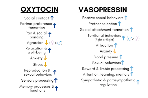 Two lists with one showing what social and/or biological processes cause an increase in the hormone oxytocin (and what decreases when it's in the body), and the other showing what biological and/or social processes cause an increase in the hormone vasopressin (and what decreases when it's in the body).