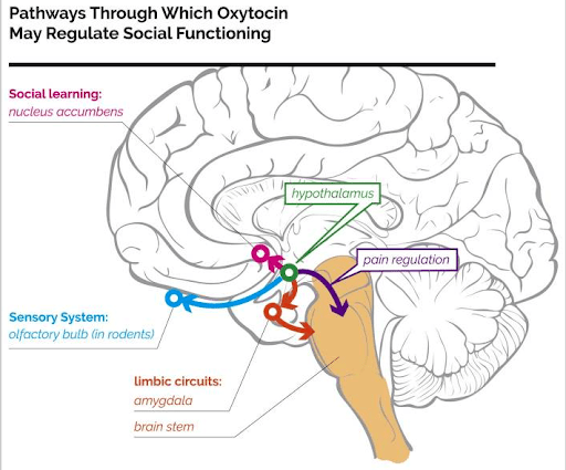 Diagram with a brain showing the pathways through which oxytocin may regulate social functioning