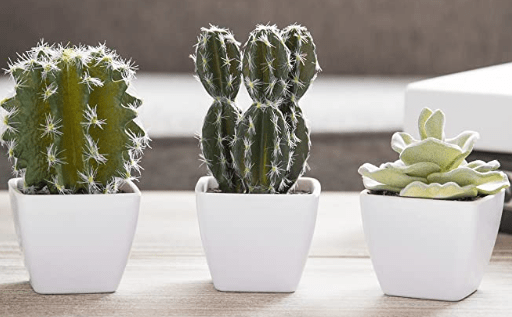 Tiny cactus plants from MyGift that would make a unique gift for an employee.