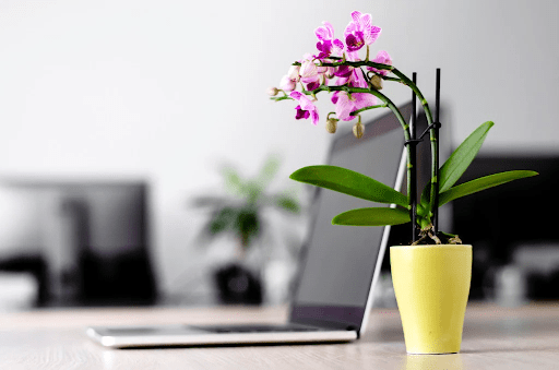 Incorporate flowers in your work space for added joy as an office decor idea