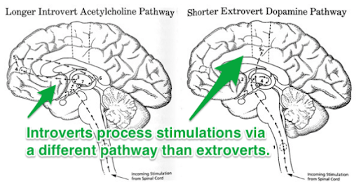 An image of two brains that shows different dominant pathways between extroverts' and introverts' brains.