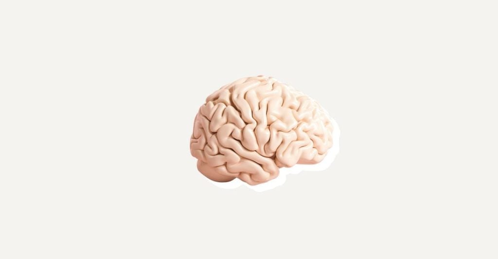 An image of a brain that relates to the article that talks about mindfulness and kindness.