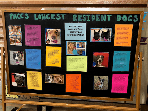 A bulletin board idea that features pictures and stories of your team's pets, all spread out with colorful paper.