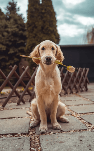 An image of a golden retriever dog sitting down holding a rose in its mouth. This relates to the article which is about condolence messages.