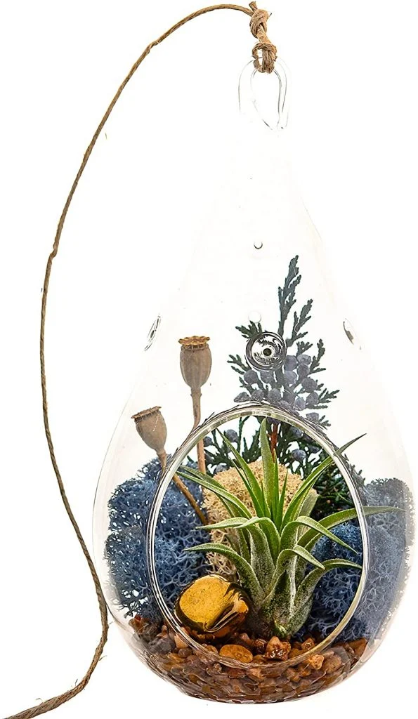 Air Plant Terrarium