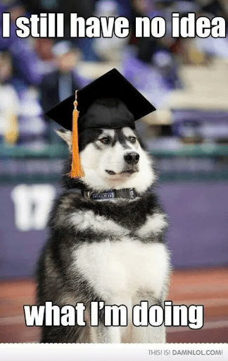 A husky dog wearing a graduation cap looking unsure. This relates to the article on what to do after college.